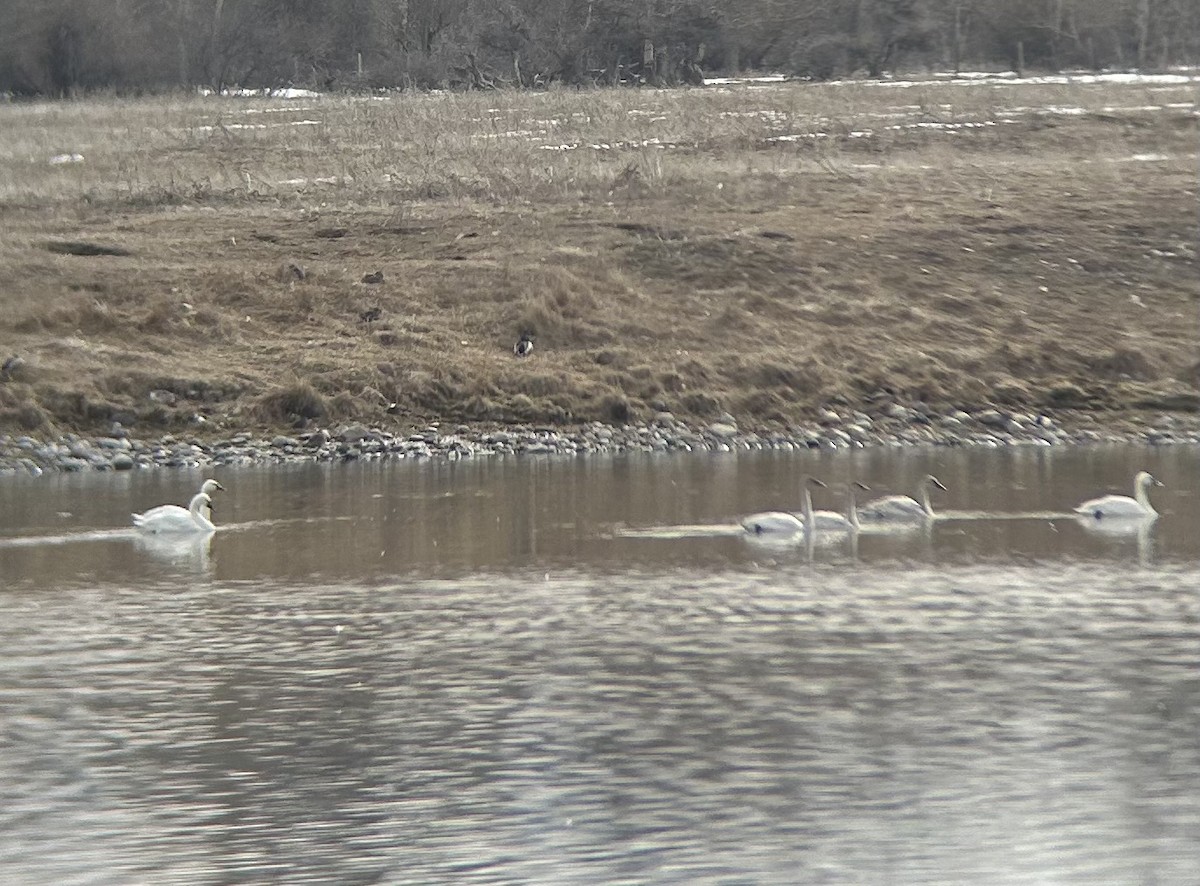 Trumpeter Swan - ML632014736