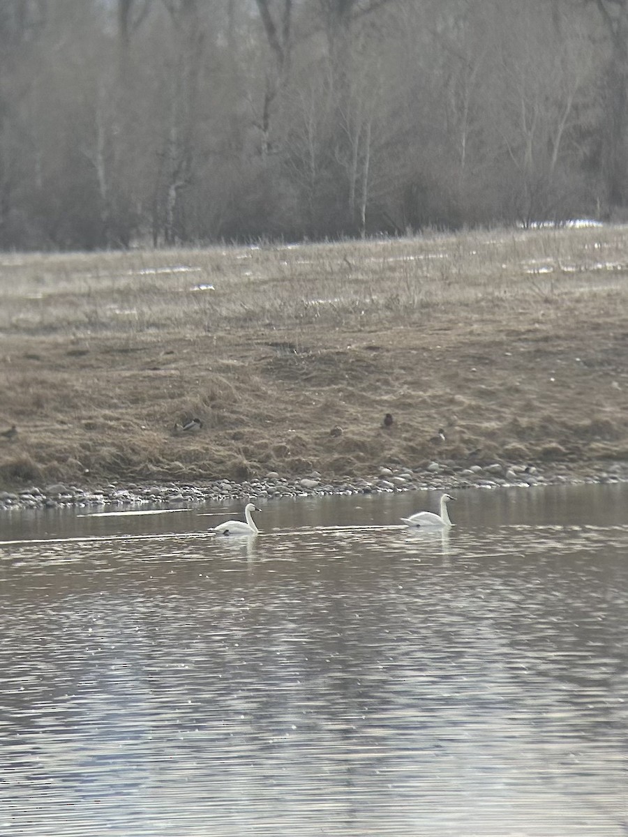 Trumpeter Swan - ML632014737