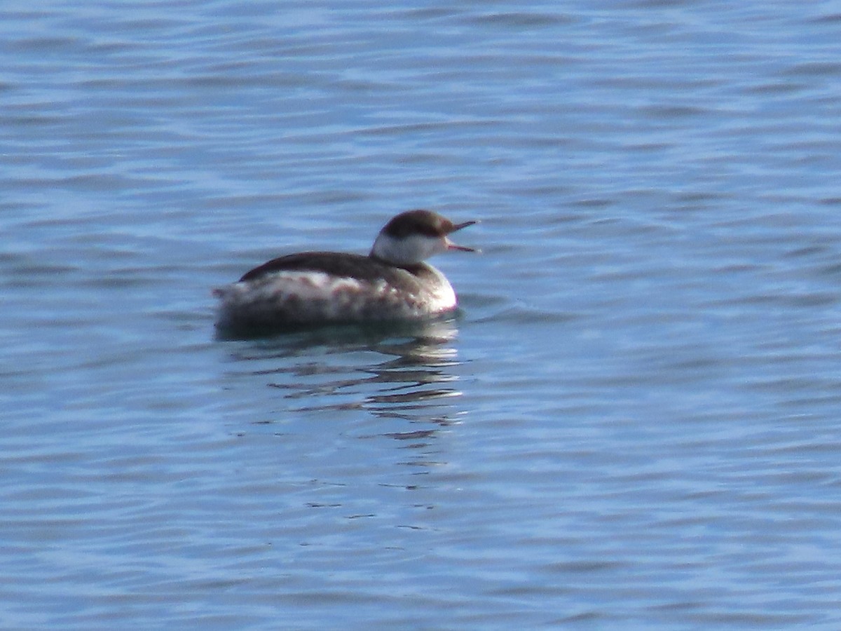 Horned Grebe - ML632014763