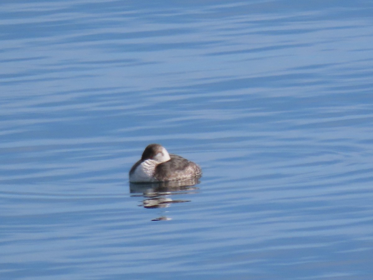 Horned Grebe - ML632014776