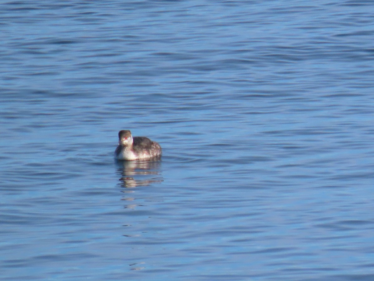 Horned Grebe - ML632014810