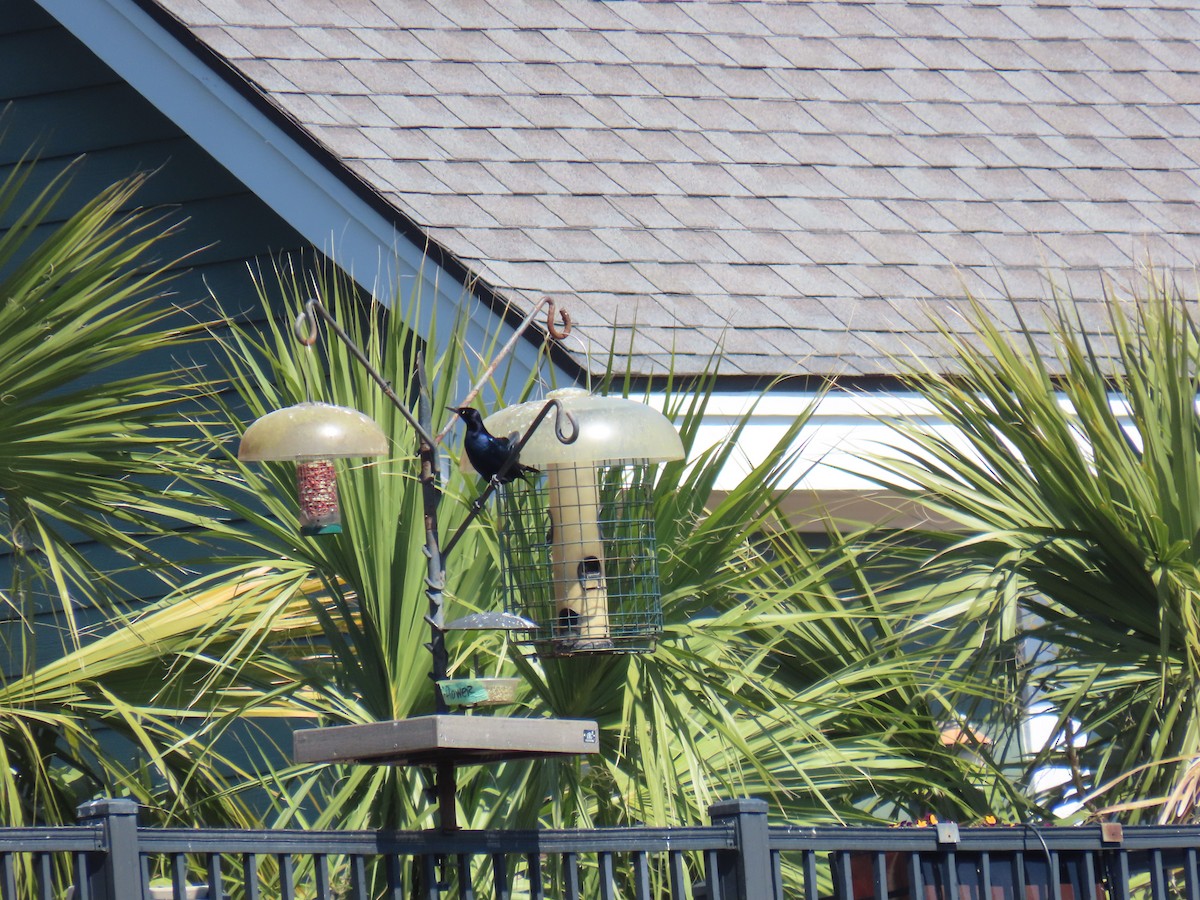 Boat-tailed Grackle - ML632014818
