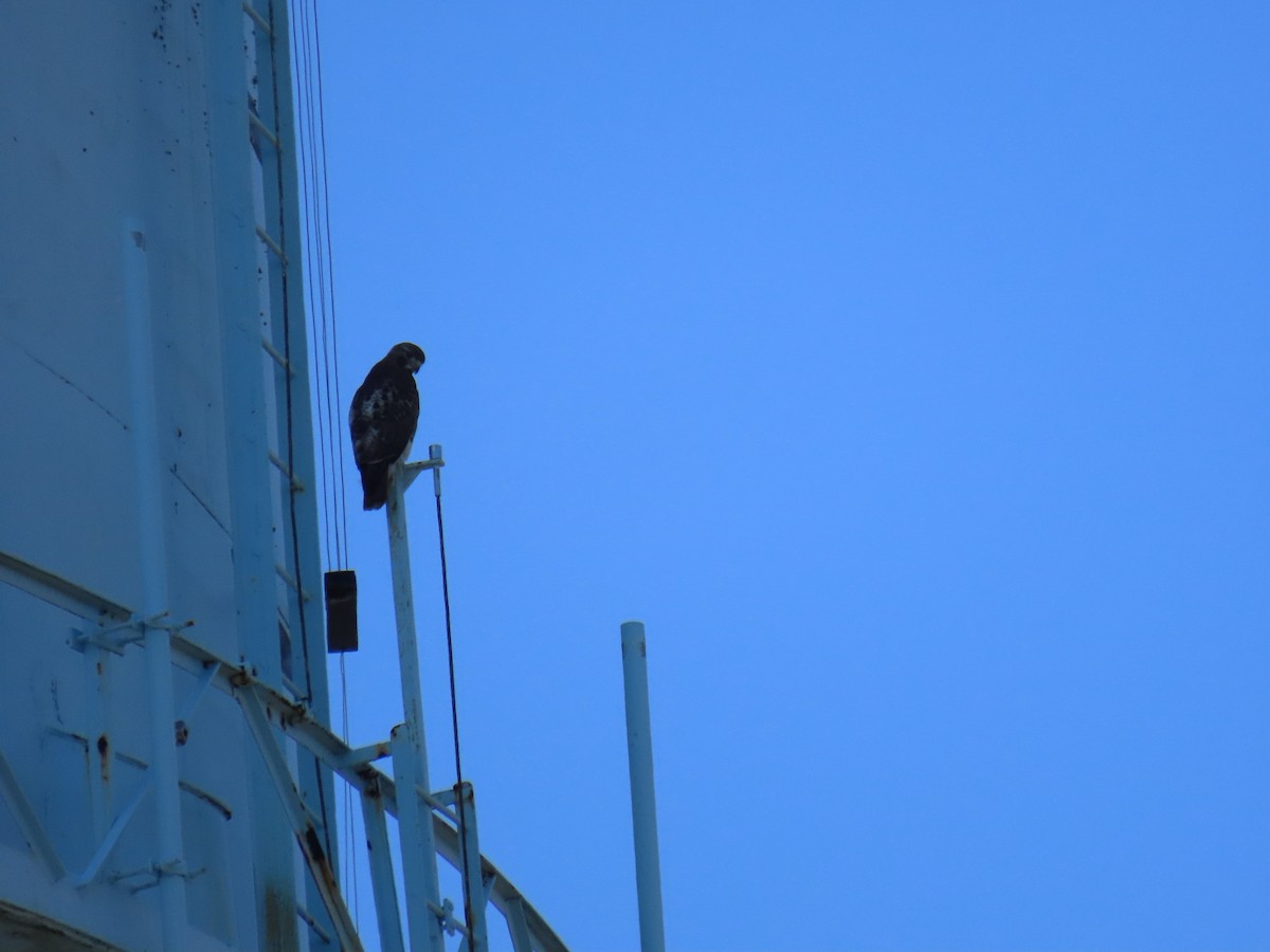 Red-tailed Hawk - ML632014831
