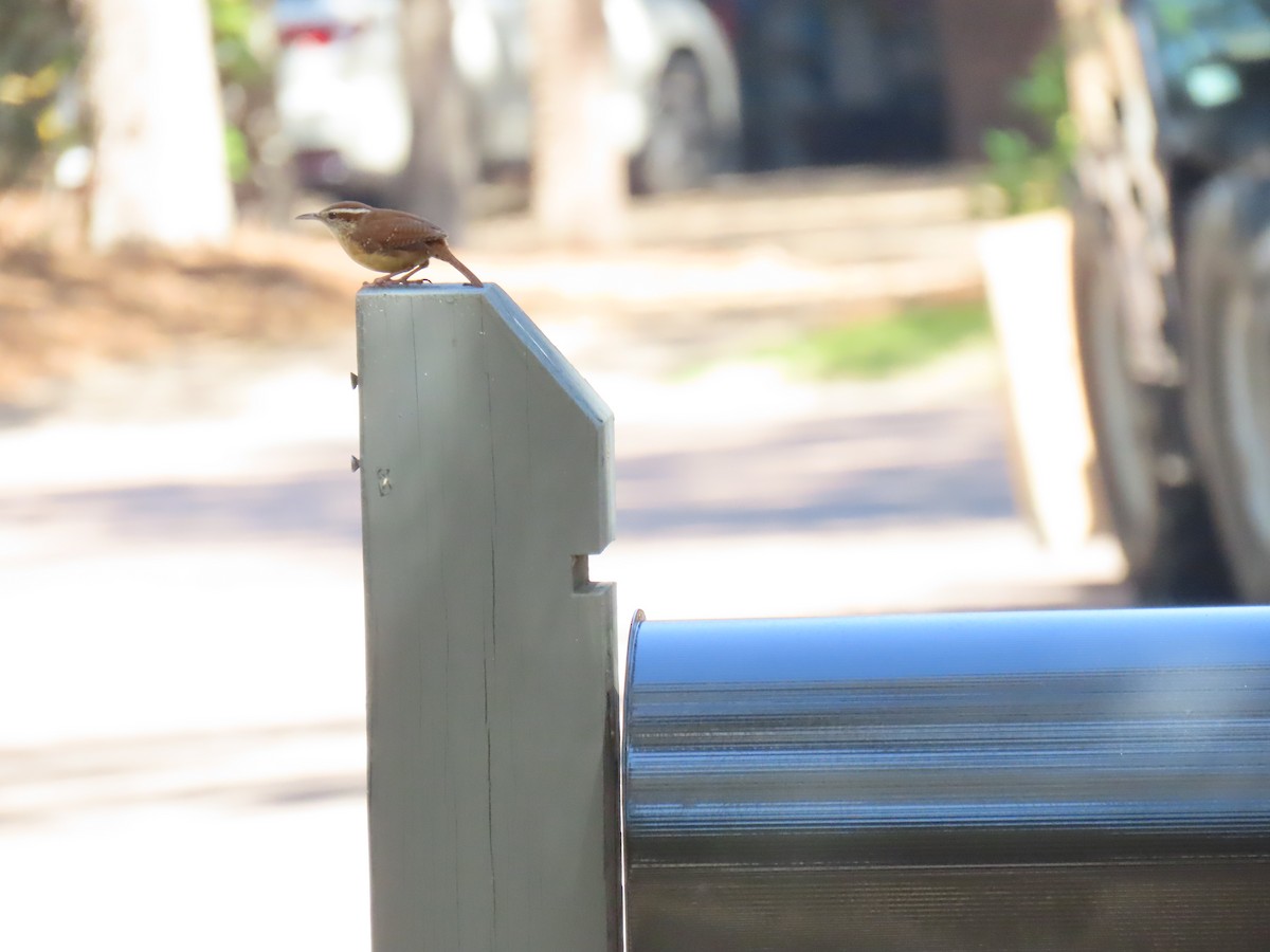 Carolina Wren - ML632014837