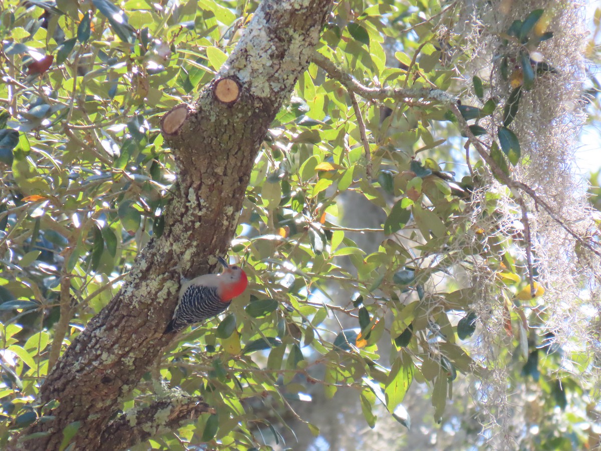 Red-bellied Woodpecker - ML632014848