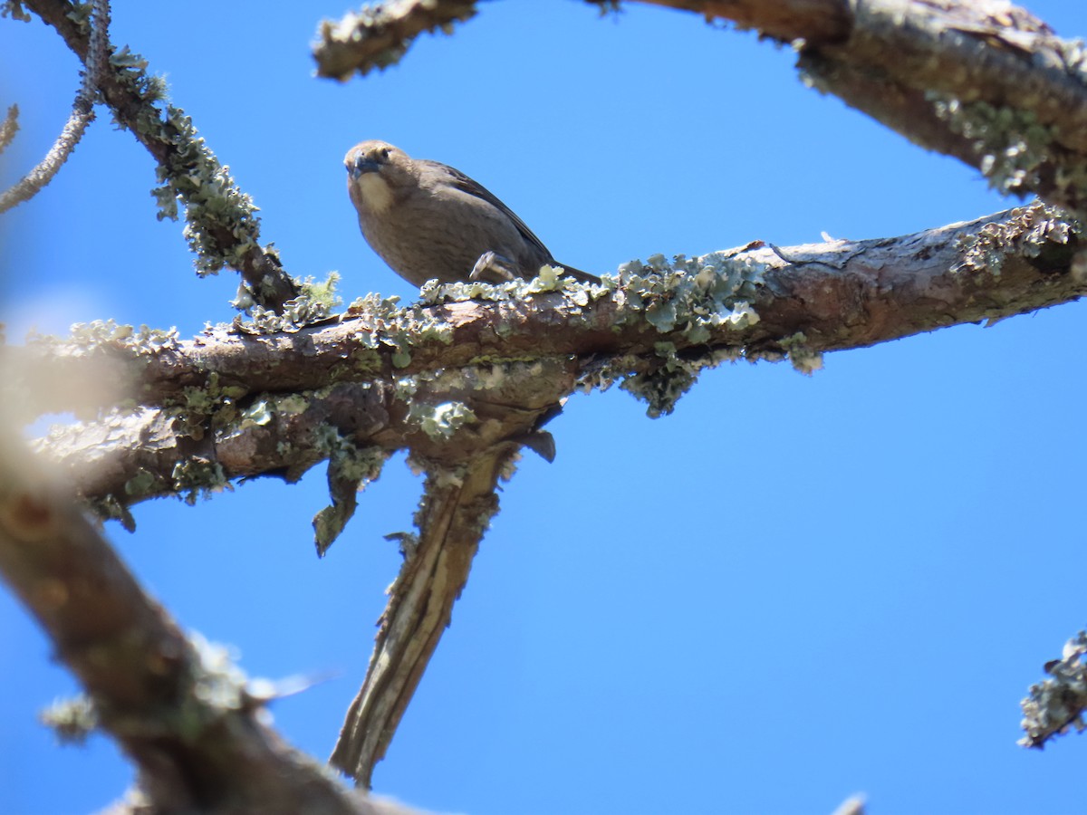 Brown-headed Cowbird - ML632014860
