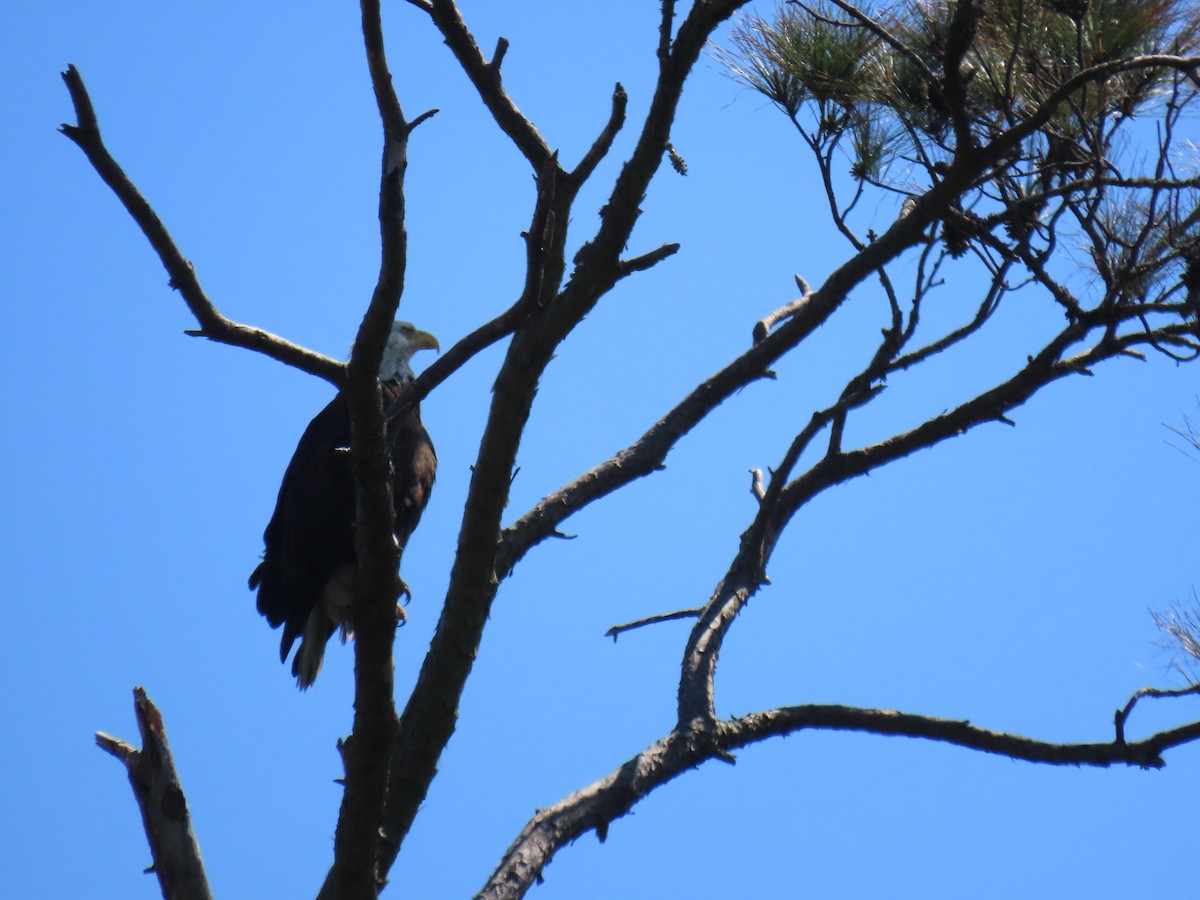 Bald Eagle - ML632014887