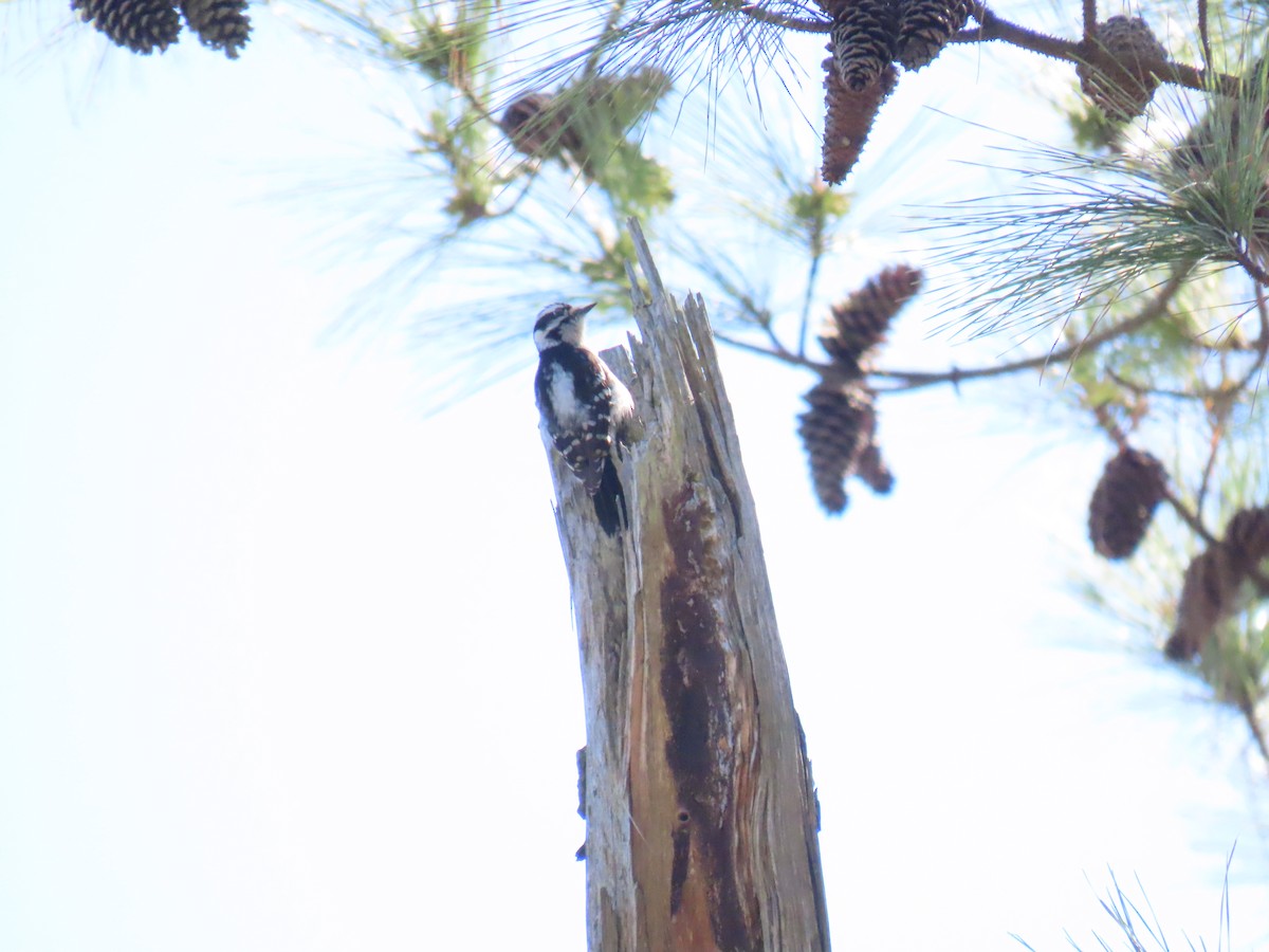 Downy Woodpecker - ML632014924