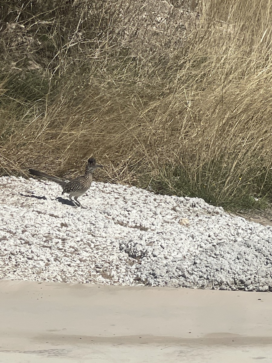 Greater Roadrunner - ML632014951