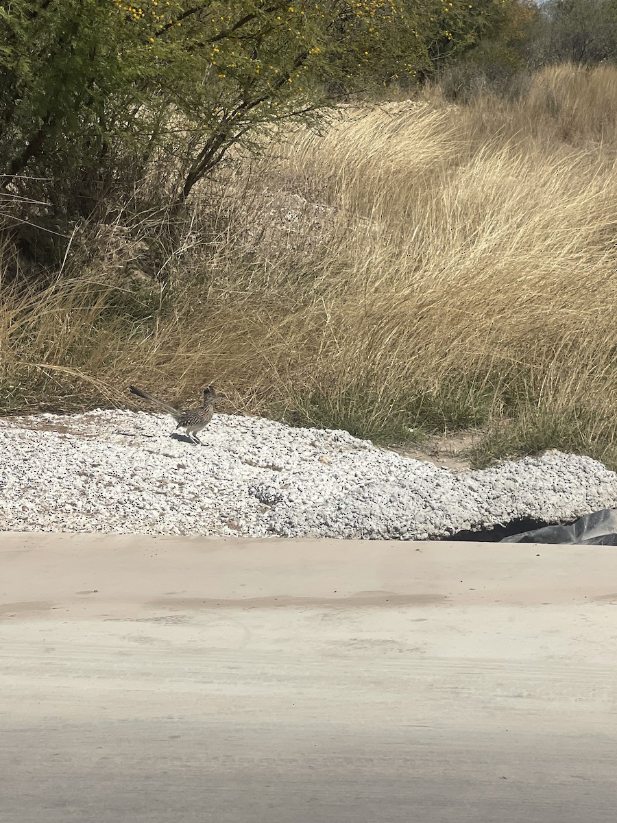 Greater Roadrunner - ML632014952
