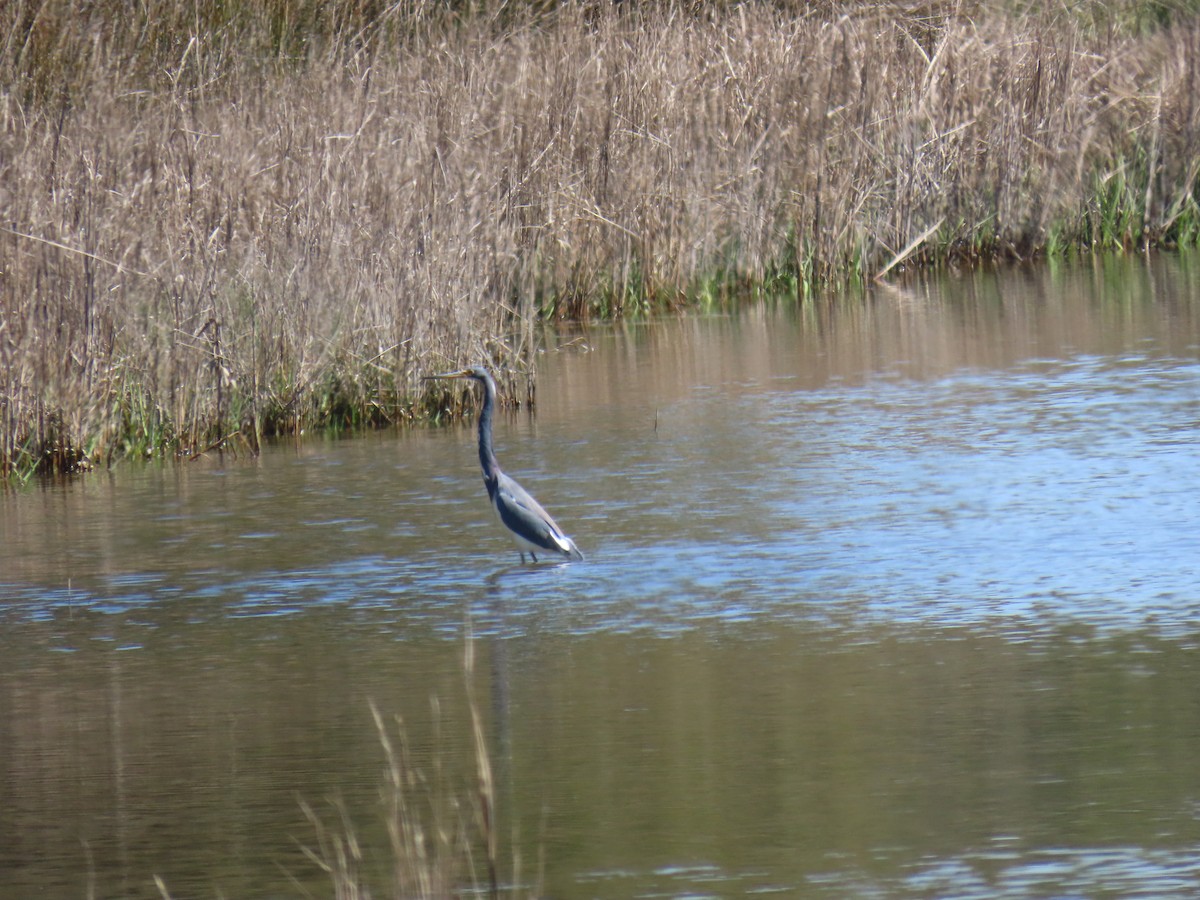Tricolored Heron - ML632014955