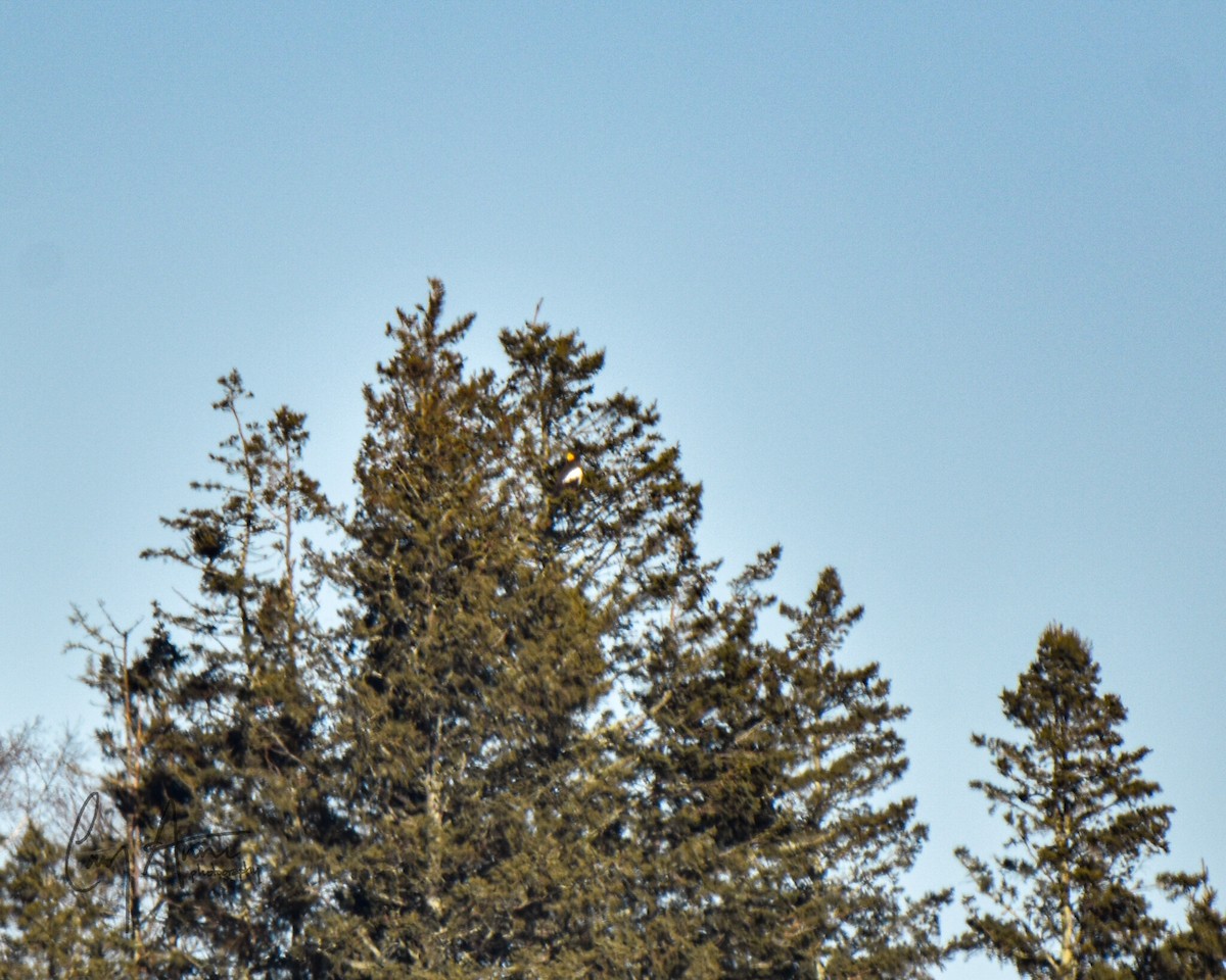 Steller's Sea-Eagle - ML632015022