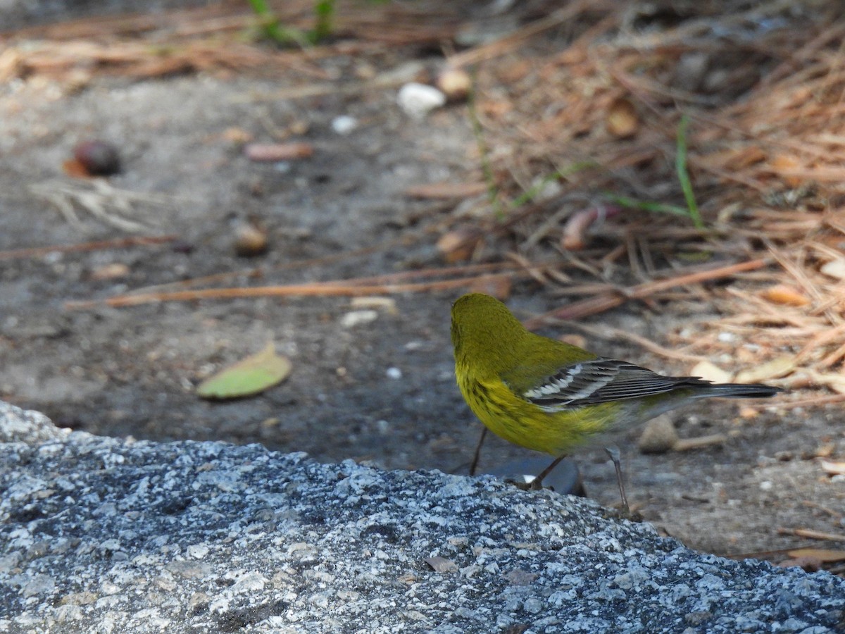 Pine Warbler - ML632015235