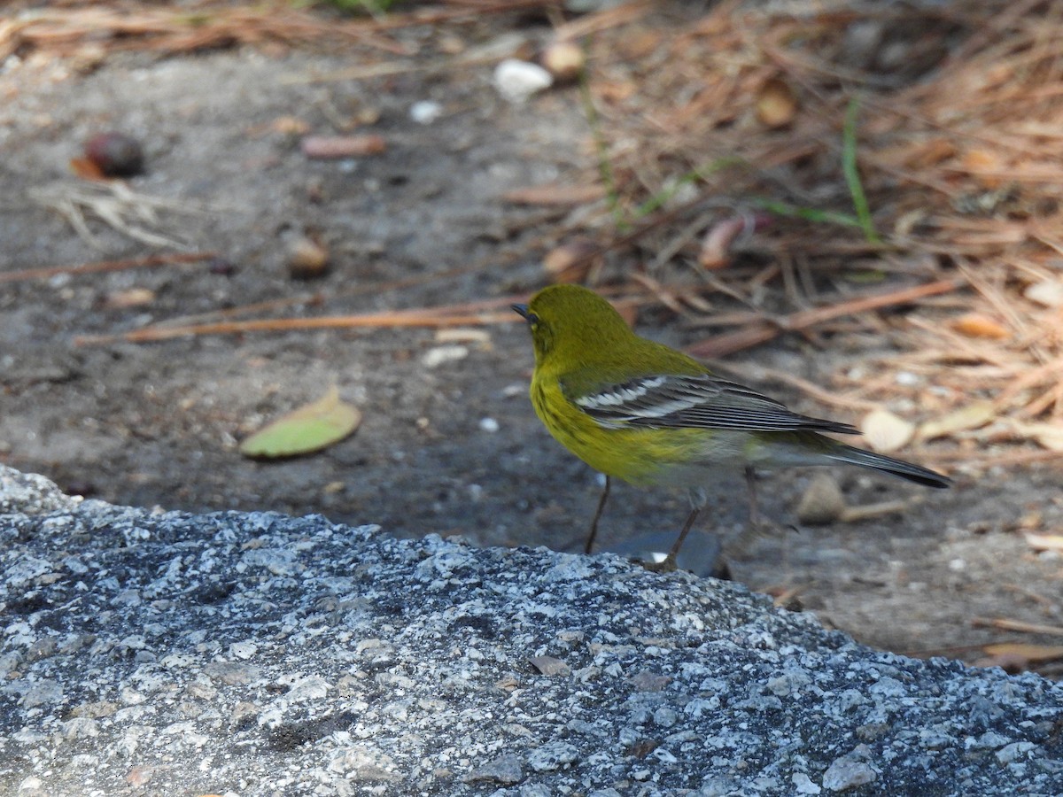 Pine Warbler - ML632015241