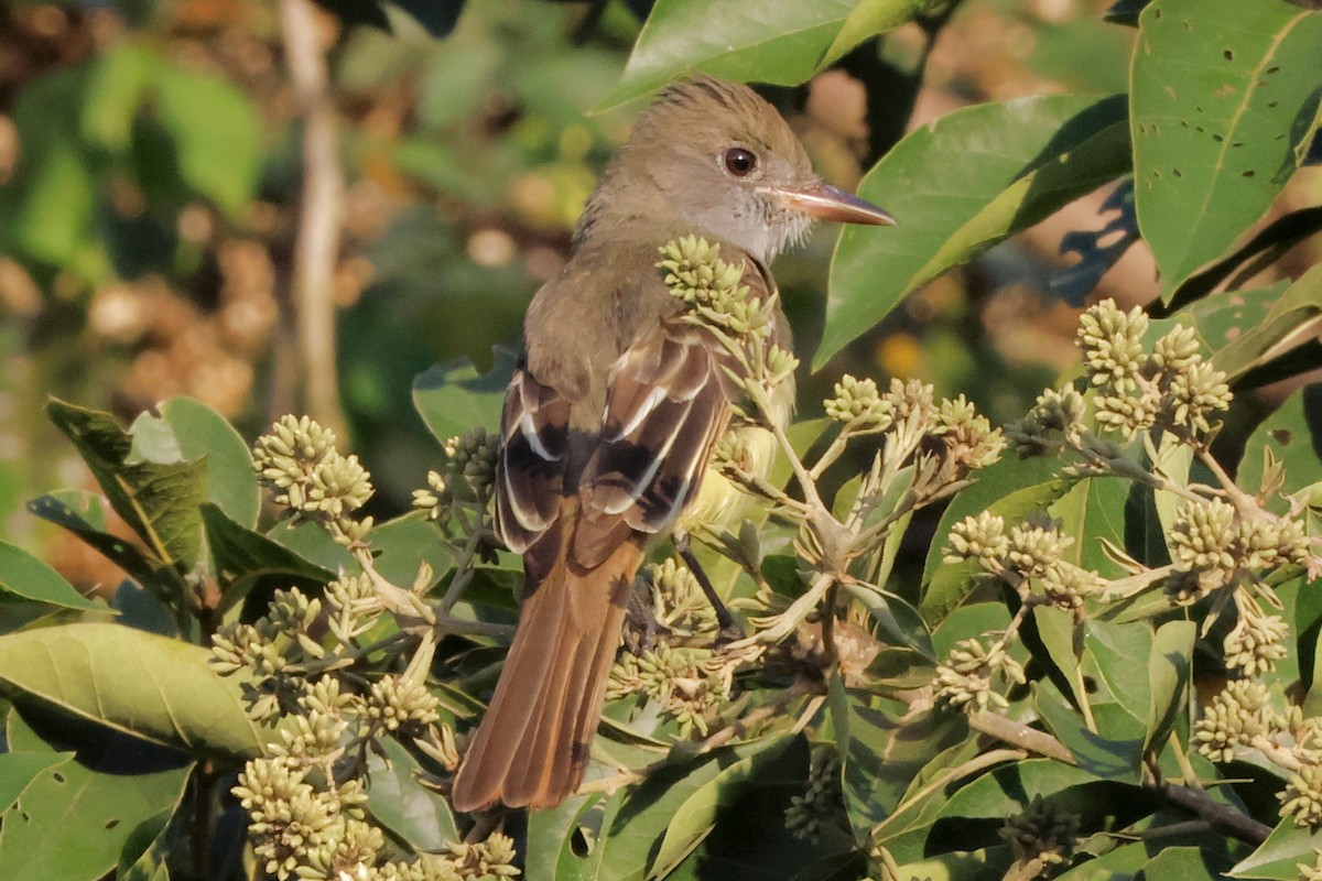 Great Crested Flycatcher - ML632015246