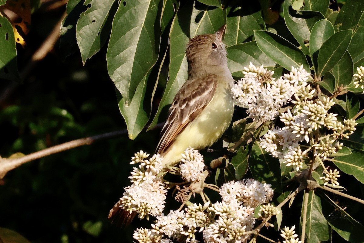 Great Crested Flycatcher - ML632015247