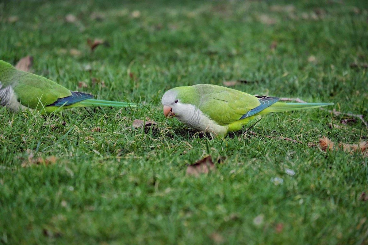 Monk Parakeet - ML632015490