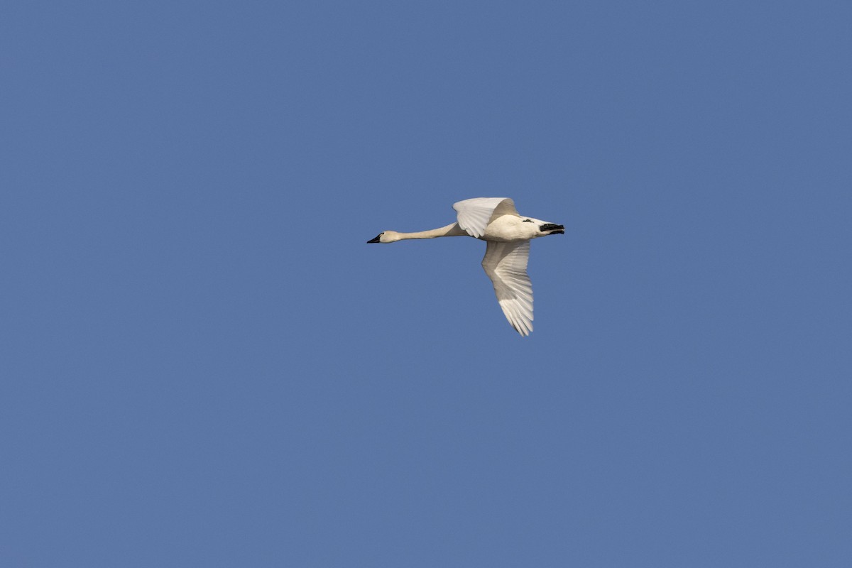 Гунгар хун - ML632015506