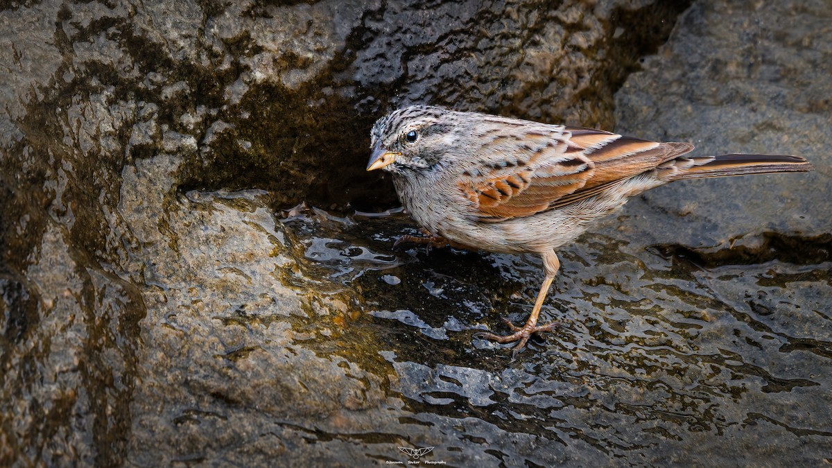 Striolated Bunting - ML632015520