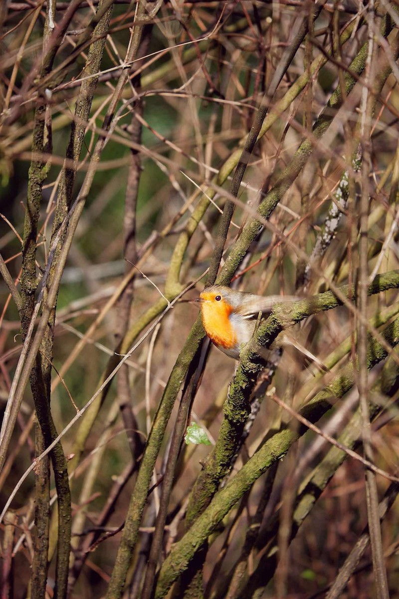 European Robin - ML632015539