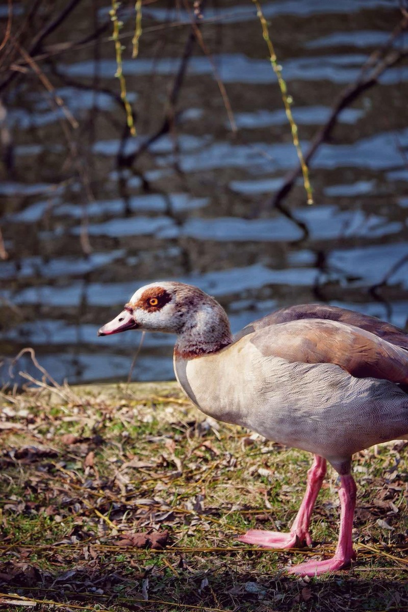 Egyptian Goose - ML632015575