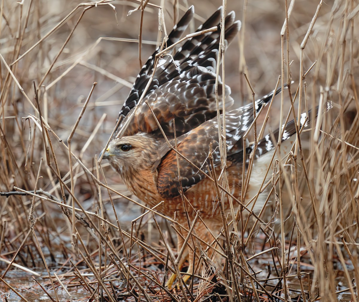 Red-shouldered Hawk (lineatus Group) - ML632015584