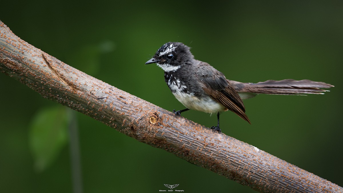 Spot-breasted Fantail - ML632015589