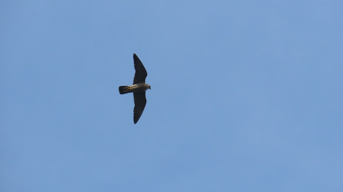 Peregrine Falcon (North American) - ML632015684