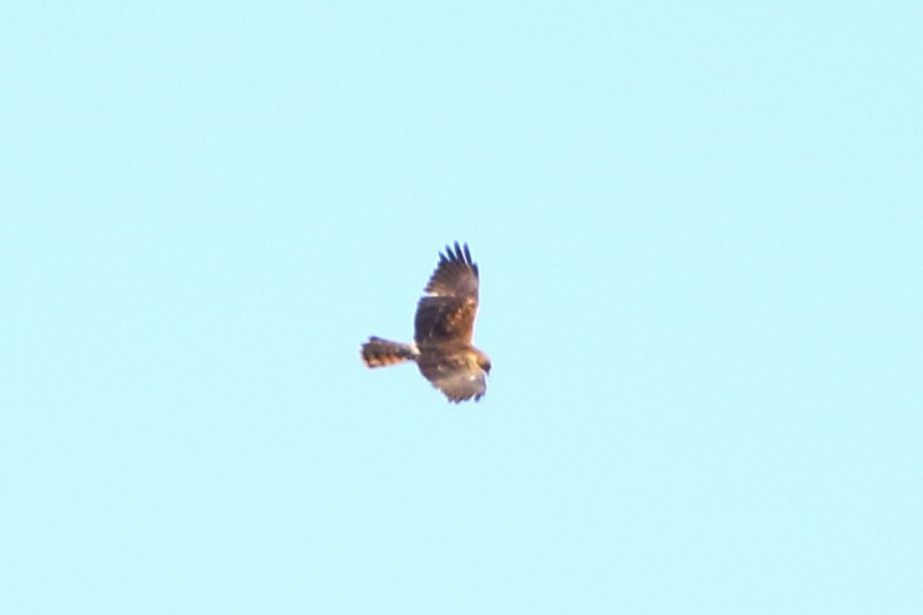 Swamp Harrier - ML632015712