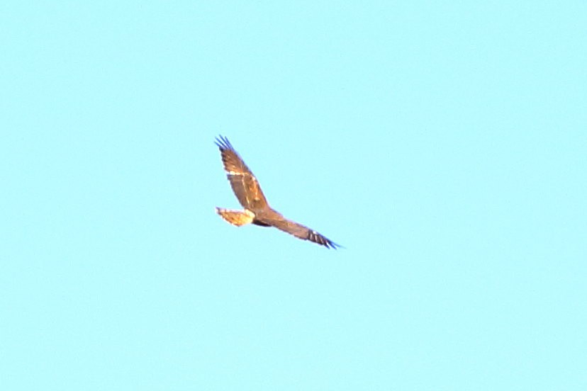 Swamp Harrier - ML632015715