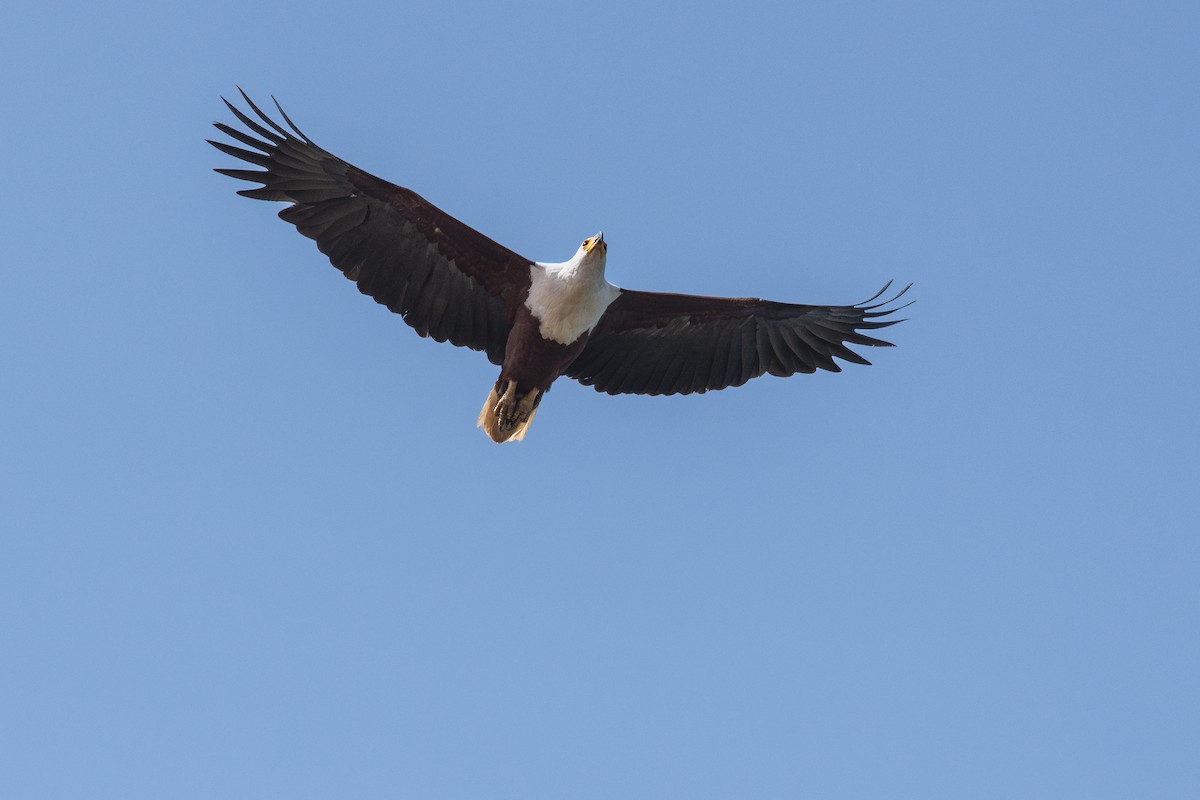 African Fish-Eagle - ML632015830