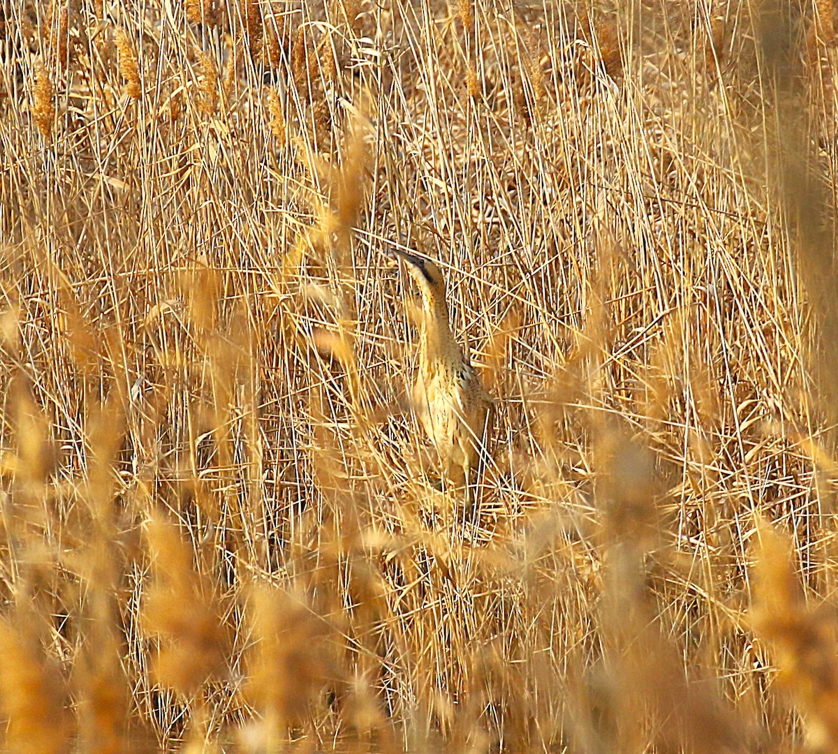 Eurasian Bittern - ML632015840