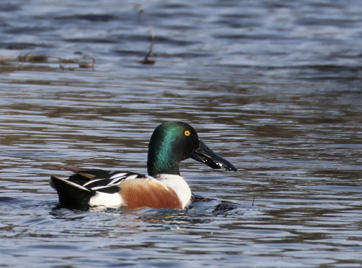 Northern Shoveler - ML632015872