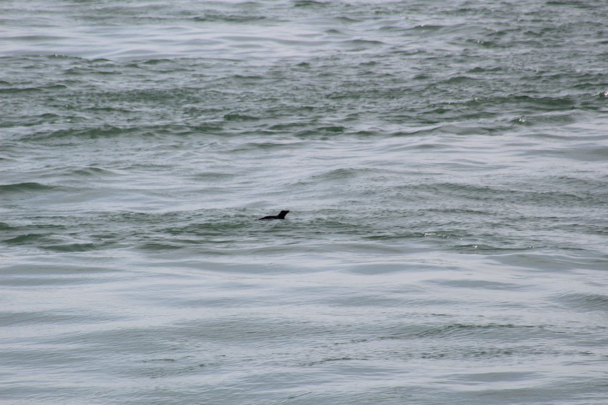 Western Rockhopper Penguin - ML632016068