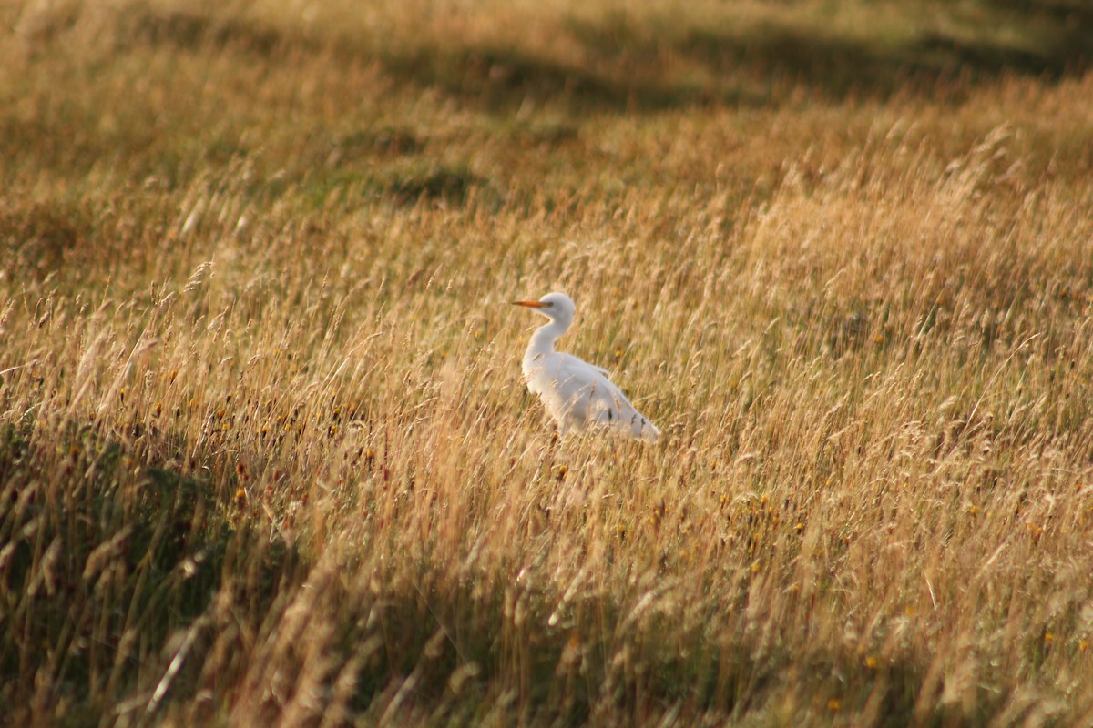 Western Cattle-Egret - ML632016126