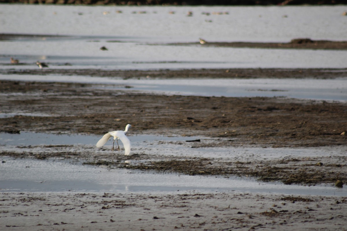 Western Cattle-Egret - ML632016148