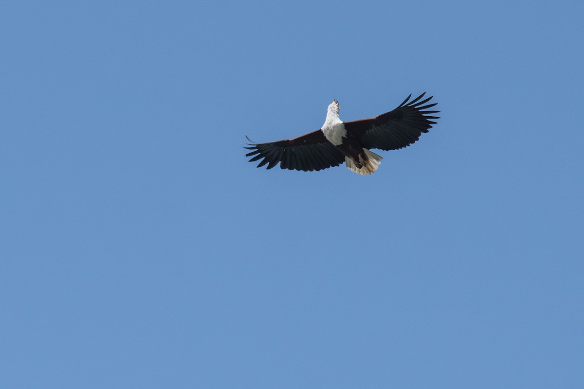 African Fish-Eagle - ML632016166