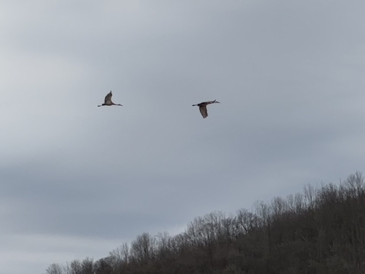 Sandhill Crane - ML632016167