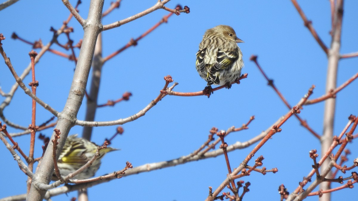 Pine Siskin - ML632016179