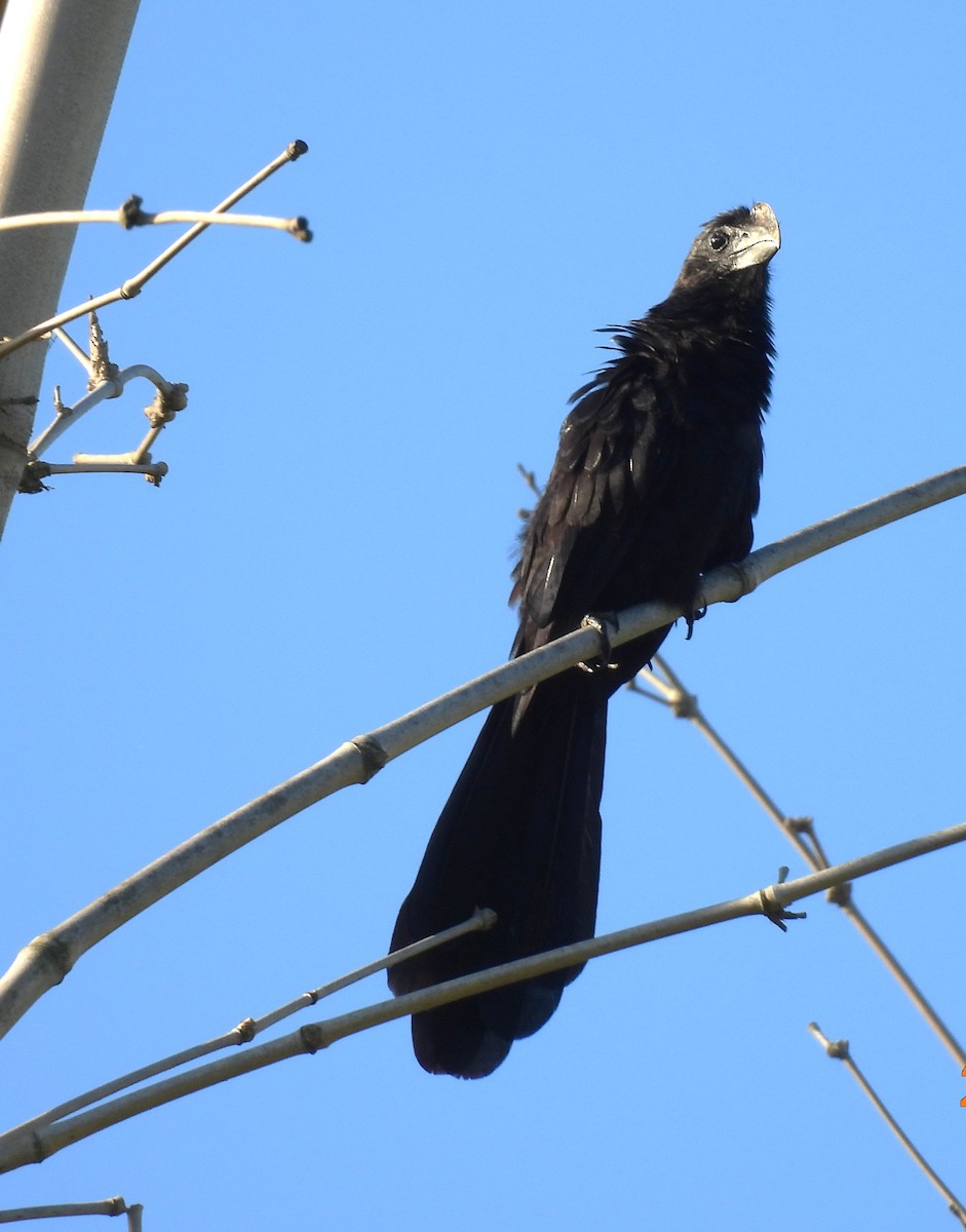 Smooth-billed Ani - ML632016823