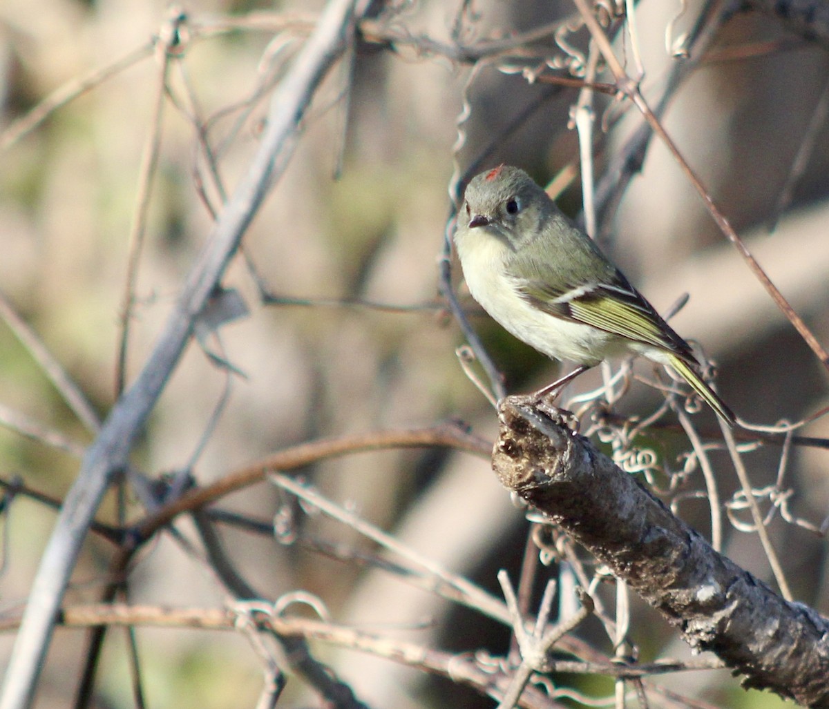 Ruby-crowned Kinglet - ML632016937