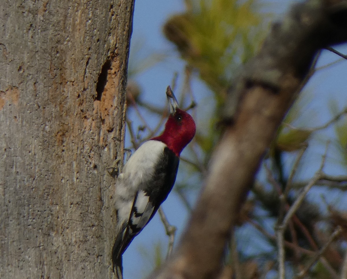 Red-headed Woodpecker - ML632017033