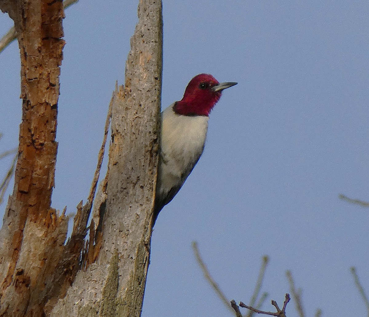 Red-headed Woodpecker - ML632017034