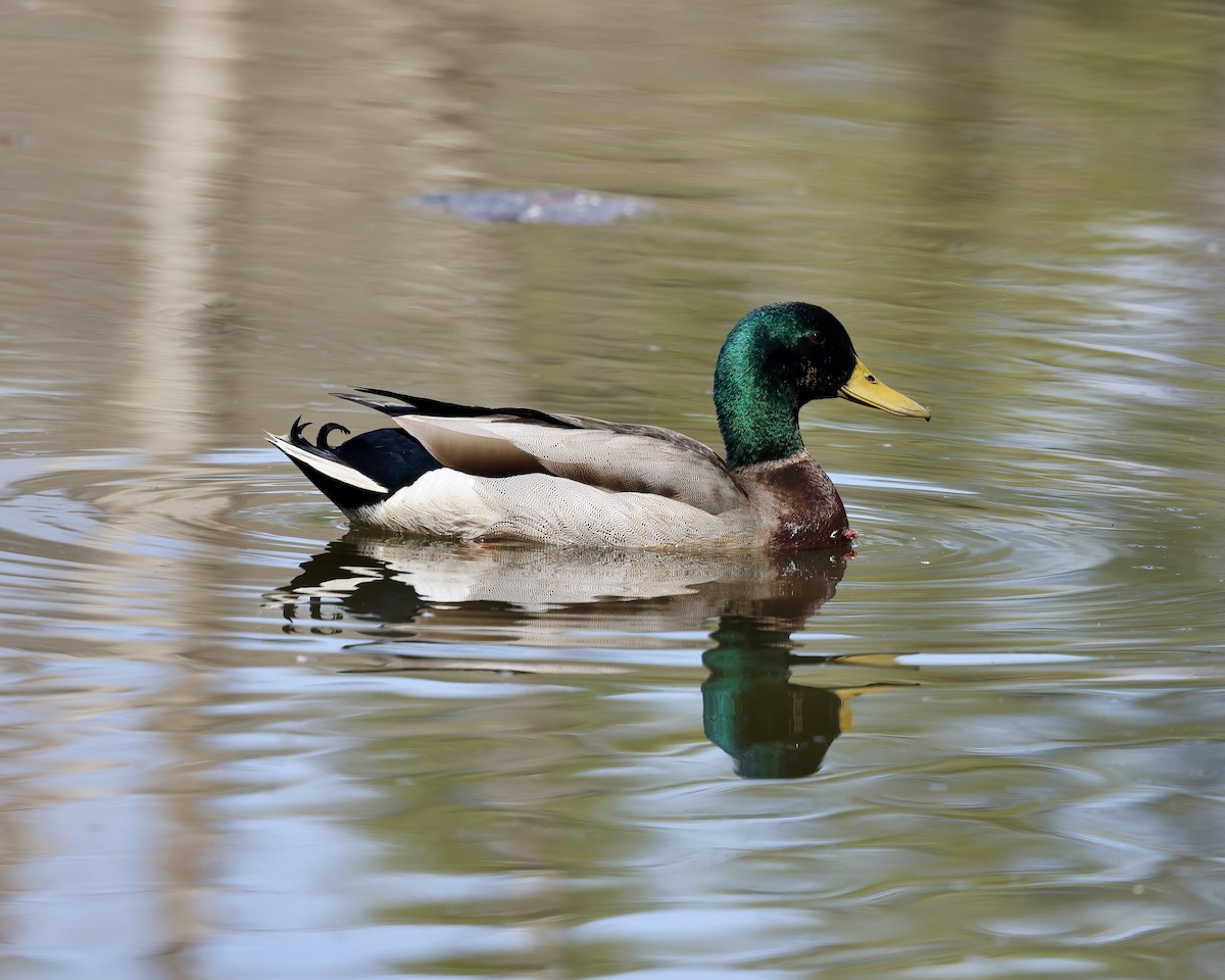 Mallard - ML632017080