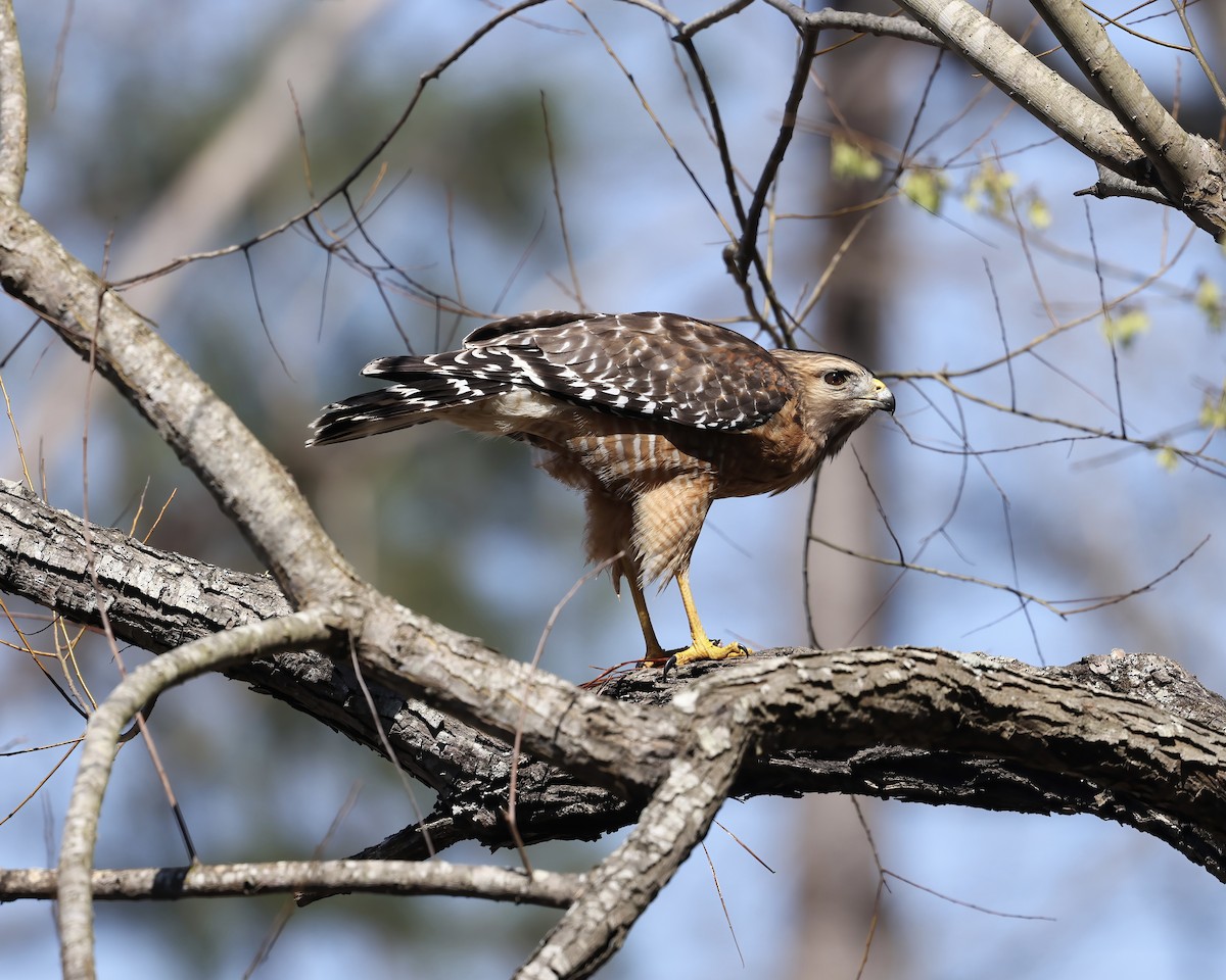 Red-shouldered Hawk - ML632017107
