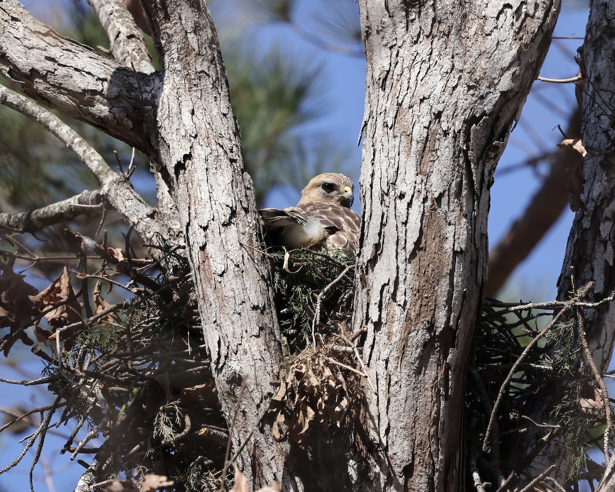 Red-shouldered Hawk - ML632017108
