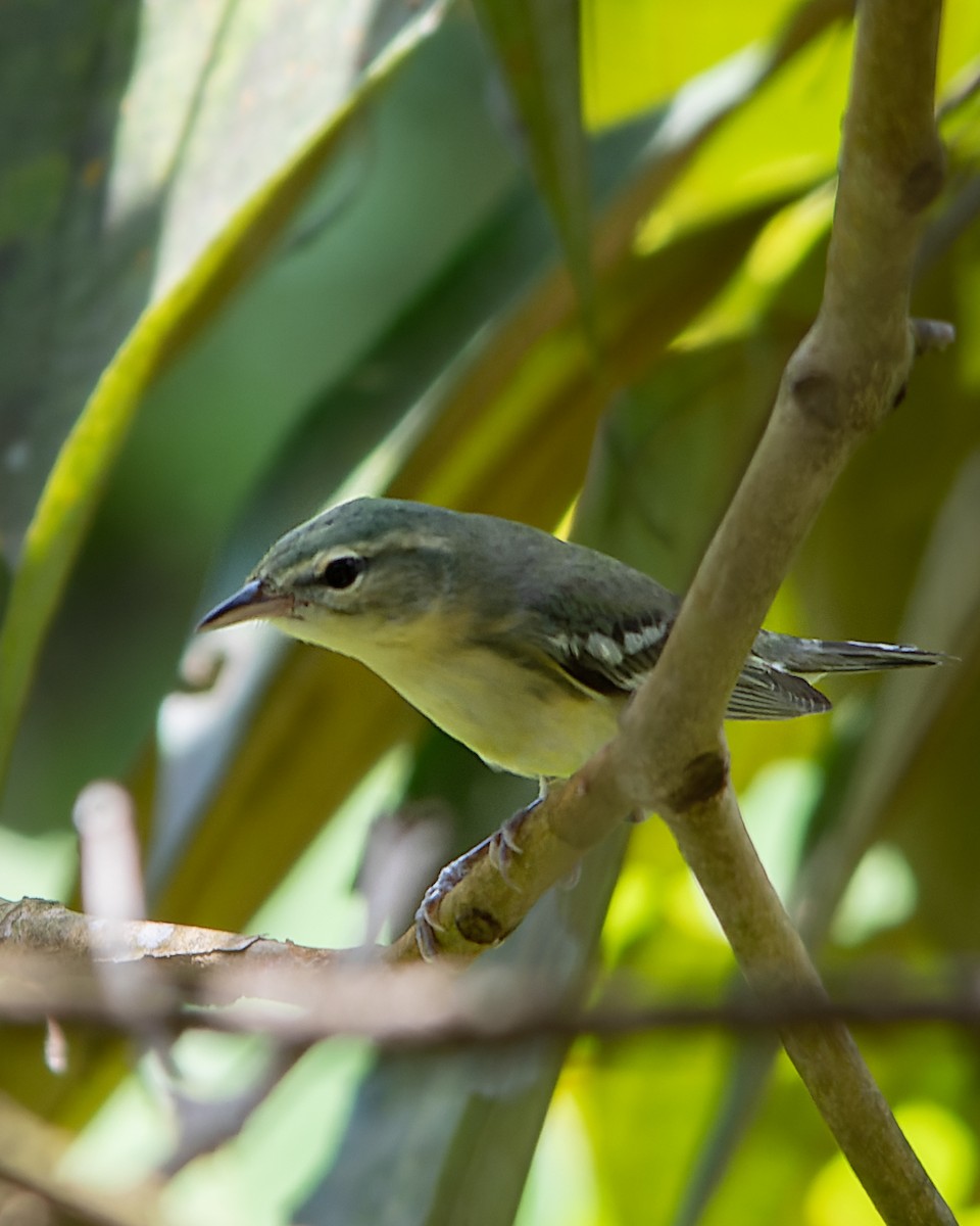 Cerulean Warbler - ML632017176