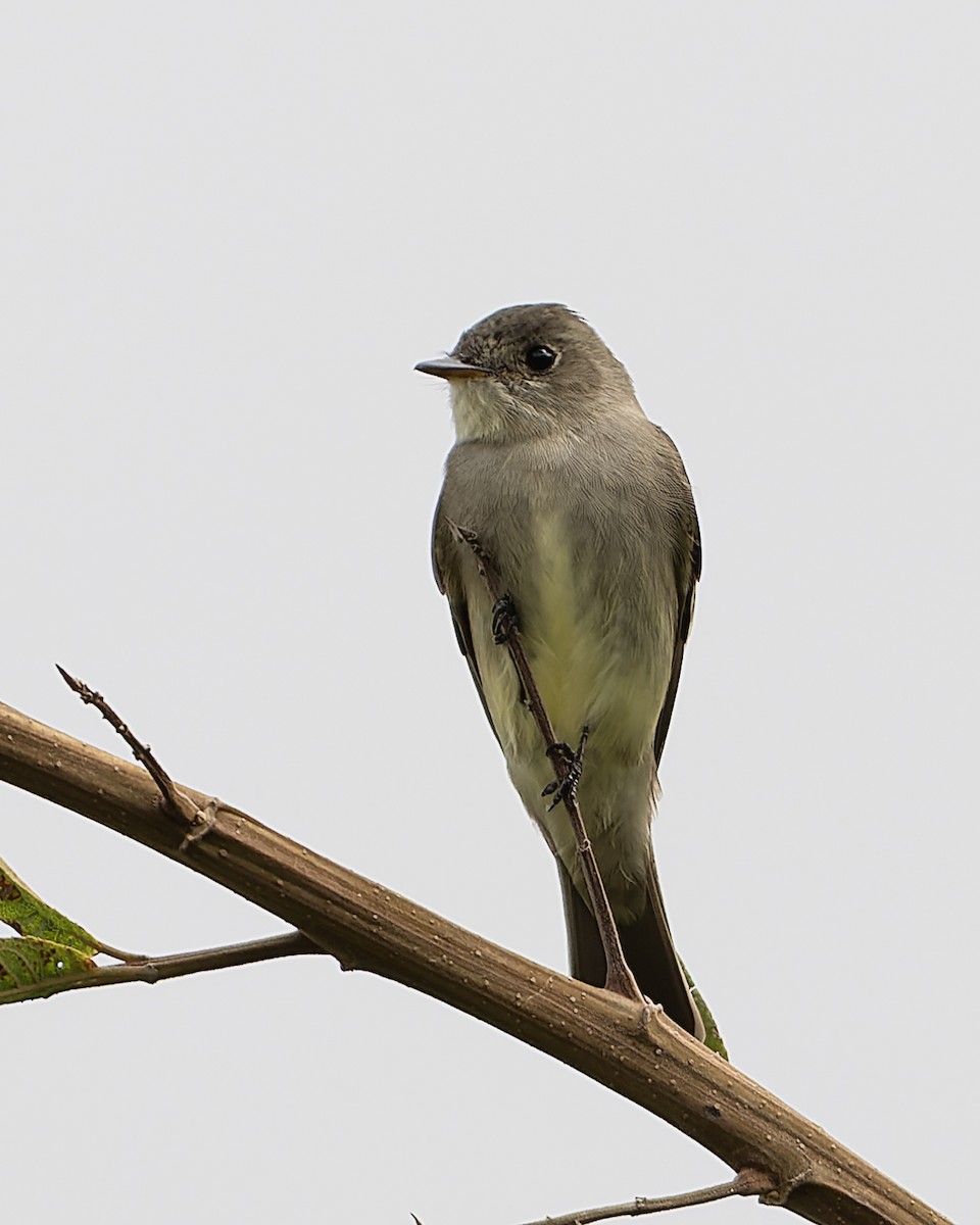 Eastern Wood-Pewee - ML632017195