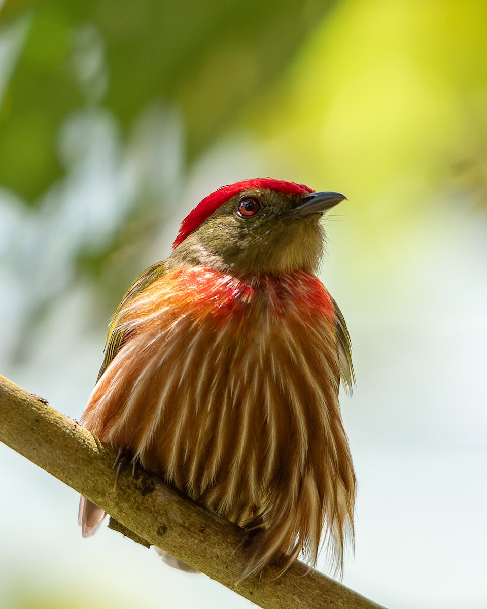Striolated Manakin - ML632017230
