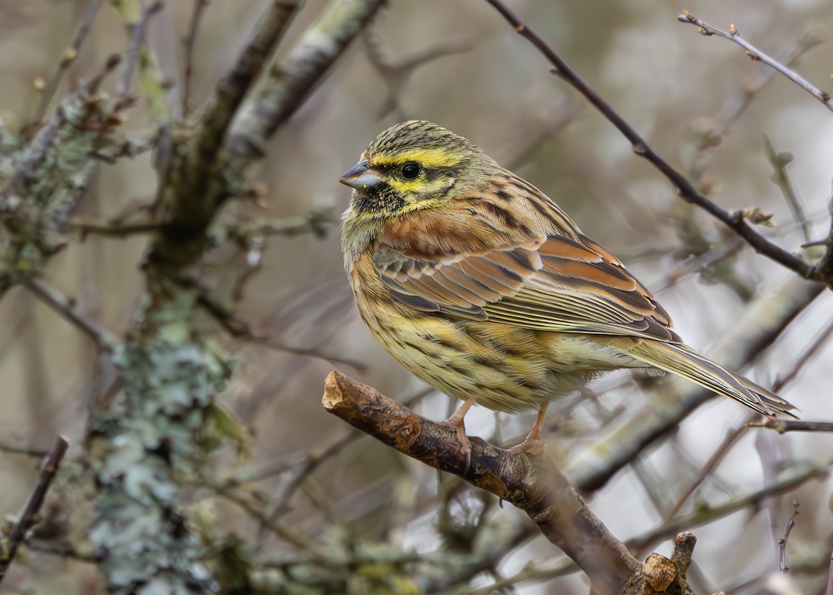 eBird Checklist - 12 Mar 2025 - Labrador Bay RSPB Reserve - 8 species